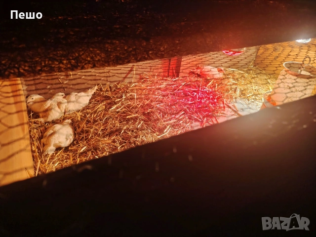 пилета,кокошки яйца , снимка 5 - Кокошки и пуйки - 54069227