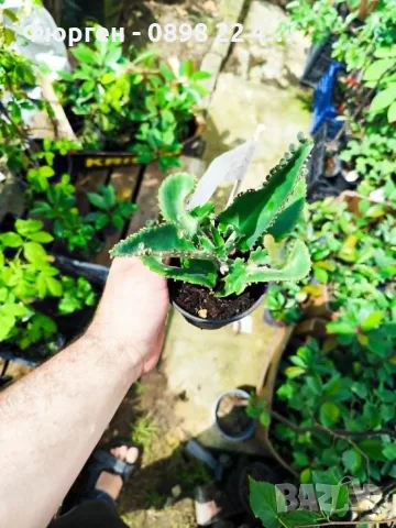 Каланхое Дегремонтиана (Kalanchoe daigremontiana) – живородно сукулентно растение, снимка 8 - Разсади - 55335838