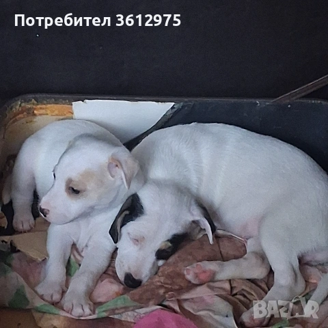 Чиснокръвни джакчета, снимка 3 - Джак ръсел териер - 55076208