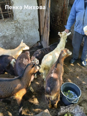 Продавам ярета 