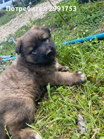 продавам кученца, снимка 4 - Други - 54318818