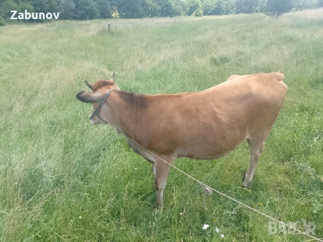 Продавам юница Джерсей на година и три месеца , снимка 5 - Крави - 55108269