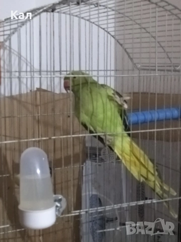 Малък александър, снимка 5 - Папагали - 54310334