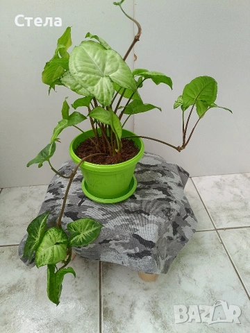 бял Бенджамин, Бегония , Хлорофитум , снимка 8 - Стайни растения - 46143435