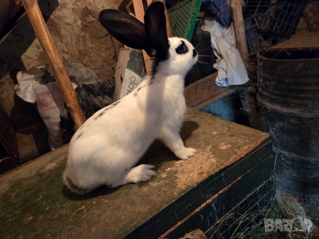 Зайци, снимка 6 - Други - 54670057