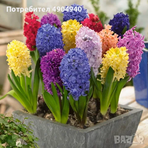 луковици на зюмбюли