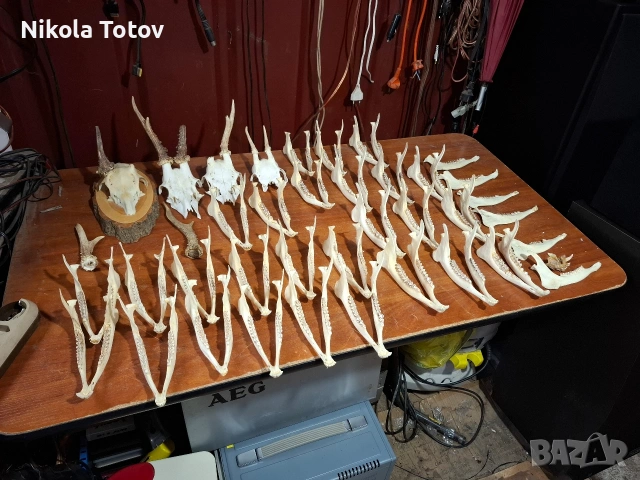 Продават се рога и челюсти 