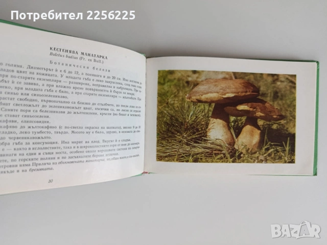 Диворастящи гъби, снимка 2 - Специализирана литература - 55104478