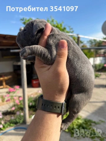 Кане Корсо 