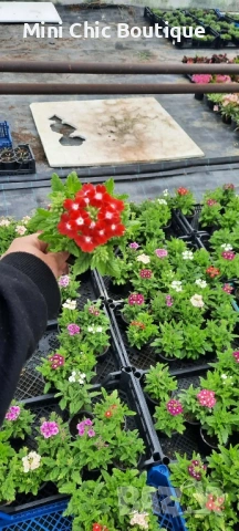 🌸  Вербена (Върбинка) Микс – Готови за засаждане! 🌸 15 бр. за 15€ , снимка 6 - Градински цветя и растения - 54796546