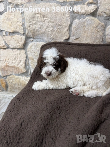 Женско лагото романьол, снимка 3 - Други - 54242943