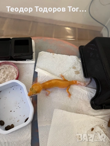 Леопардови Гекони / Leopard Geckos / Eublepharis macularius , снимка 4 - Гекон - 54484406