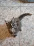 котенца Мейн Куун, снимка 9