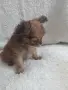 Чихуахуа дългокосместо момиченце, снимка 4