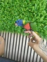 Многоцветно лори топ качество!, снимка 4