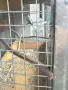 Продавам пойни папагали, снимка 2
