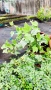 Бръшлян Бяло чудо, Hedera helix White Wonder, студоустойчив, снимка 6