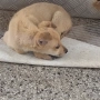  dog for adoption.Търсим осиновител на малко женско куче, снимка 2