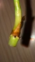Резник philodendron Sodiroi , снимка 3