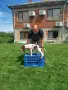 Продавам трицветни гончета, снимка 5
