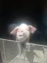 🐷 Продавам бели прасета (прасенца) 🐖 гр. Кнежа - 1 свободно, снимка 1