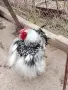 Сребърно кантиран виндот, снимка 5