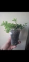 Колумнея, columnea Orange Sherbet, снимка 4