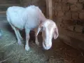 Продава се за клане , снимка 2