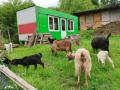 Продавам кози , снимка 3