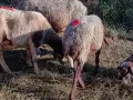 овце, кочове, агента , снимка 4