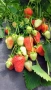 Продавам разсад ягоди , снимка 3