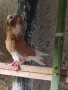 Капуцини , снимка 2