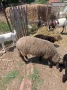Продавам овце кози, снимка 4