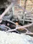петли от породите Амрок, Съсекс, Черен Мед Маран Катунски сьомгови Орпингтон Зибрайт и още други, снимка 2