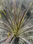 Кордилине неоново зелено/CORDYLINE ELECTRIC FLASH, снимка 3