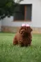 Той пудел Toy poodle, снимка 2