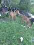 Продавам мъжко яре, снимка 1