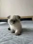 Малки шотландски котенца, снимка 11