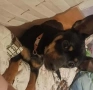 Пинчери чистокръвни , снимка 2