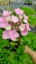 Хортензия Месалина, Hydrangea Messаlina  за сянка !, снимка 3