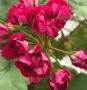 Сортово мушкато Pelargonium Plum Rambler  , снимка 2