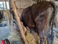 3 млечни кравии, снимка 6