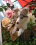 Женски Шелти мини коли , снимка 4