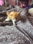 Подарявам котенца!, снимка 1