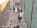 гъски патици юрдечки , снимка 4