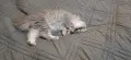 Персийски котета, снимка 2