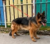 Немска овчарка , снимка 2