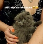 Продавам шотландски клепоухи малки котенца 😻, снимка 10