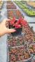 Червен седум Пурпурна Зима, Sedum spirium " Purpur Winter ", снимка 8
