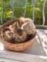 🐾 Чистокръвни котенца Scottish Fold / Scottish Straight – Golden & Silver 🐾, снимка 10